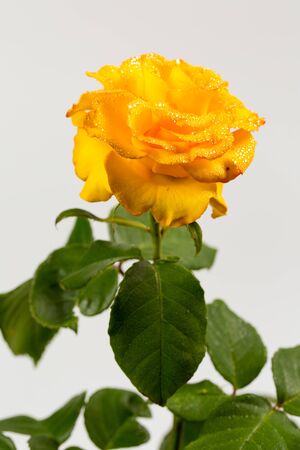 Beautiful yellow rose with green leaves on a white background, for gift or decorの写真素材