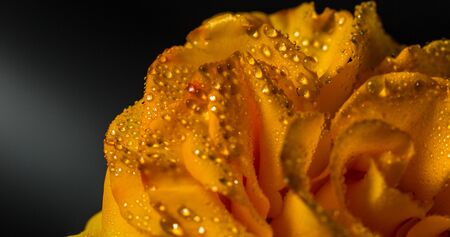 Beautiful yellow rose with green leaves on a black background, for gift or decor