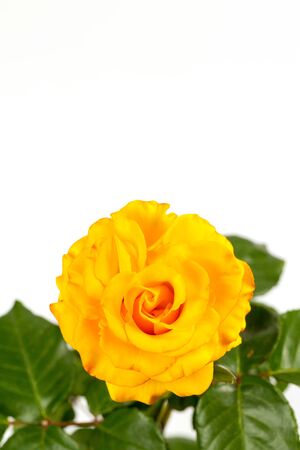 Beautiful yellow rose with green leaves on a white background, for gift or decorの写真素材