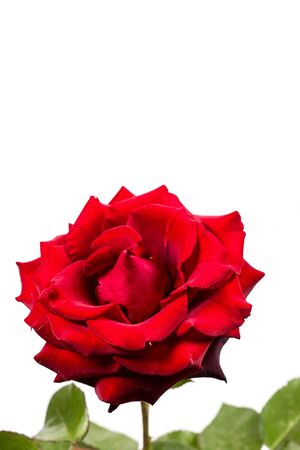 Beautiful red rose with green leaves on a white background, for gift or decorの写真素材