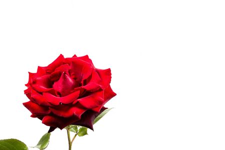 Beautiful red rose with green leaves on a white background, for gift or decorの写真素材