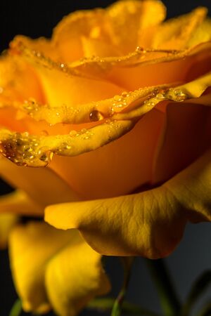 Beautiful yellow rose with green leaves on a black background, for gift or decorの写真素材