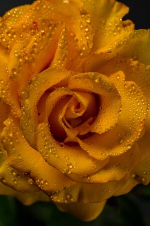 Beautiful yellow rose with green leaves on a black background, for gift or decorの写真素材