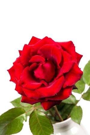 Beautiful red rose with green leaves on a white background, for gift or decorの写真素材