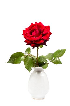 Red rose in a white vase on a white backgroundの写真素材