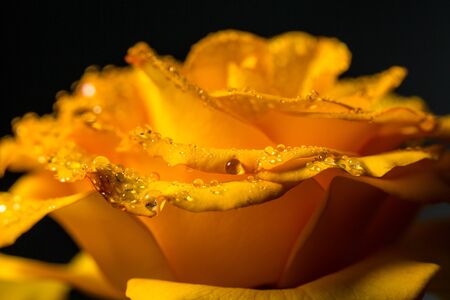 Beautiful yellow rose with green leaves on a black background, for gift or decorの写真素材