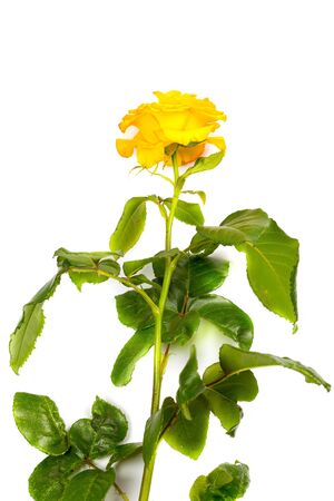 Beautiful yellow rose with green leaves on a white background, for gift or decorの写真素材