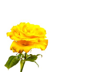 Beautiful yellow rose with green leaves on a white background, for gift or decorの写真素材