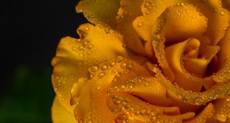 Beautiful yellow rose with green leaves on a black background, for gift or decorの写真素材