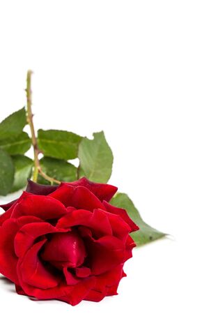 Beautiful red rose with green leaves on a white background, for gift or decorの写真素材
