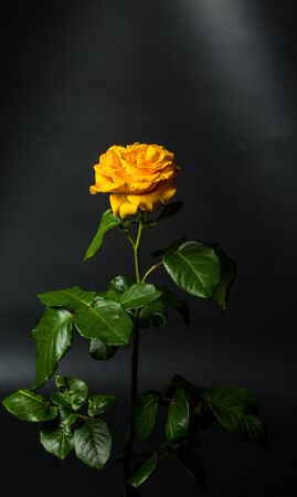 Beautiful yellow rose with green leaves on a black background, for gift or decorの写真素材