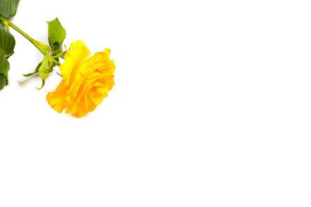 Beautiful yellow rose with green leaves on a white background, for gift or decorの写真素材