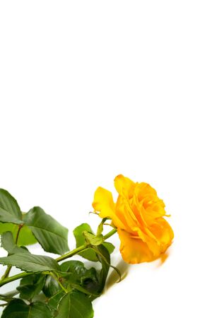 Beautiful yellow rose with green leaves on a white background, for gift or decorの写真素材