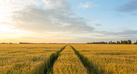 Large field of wheat in summer during sunsetの写真素材