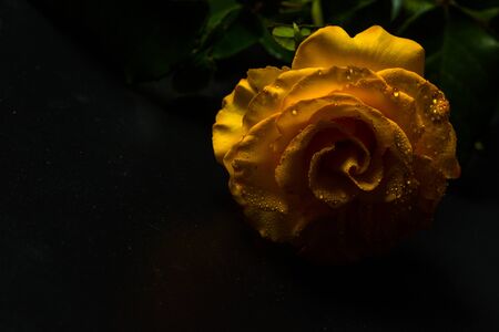 Beautiful yellow rose with green leaves on a black background, for gift or decorの写真素材