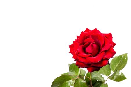 Beautiful red rose with green leaves on a white background, for gift or decorの写真素材