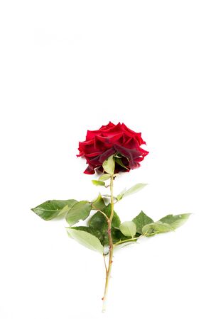 Beautiful red rose with green leaves on a white background, for gift or decorの写真素材