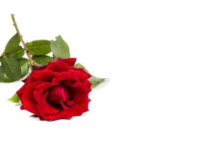 Beautiful red rose with green leaves on a white background, for gift or decorの写真素材