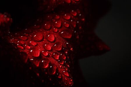 Red rose with dew on a black backgroundの写真素材