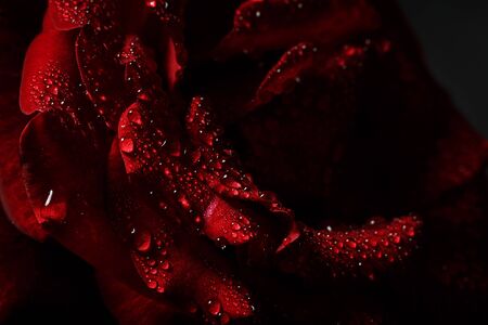 Red rose with dew on a black backgroundの写真素材