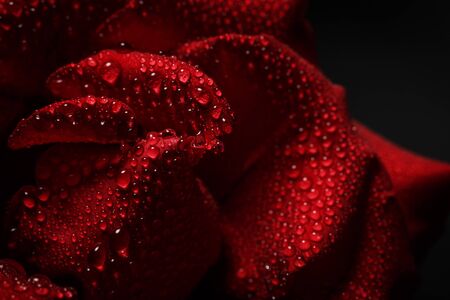 Red rose with dew on a black backgroundの写真素材