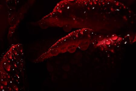 Red rose with dew on a black backgroundの写真素材