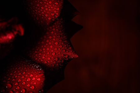 Red rose with dew on a black backgroundの写真素材