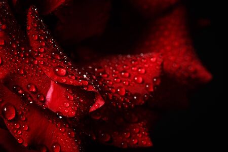 Red rose with dew on a black backgroundの写真素材
