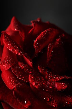 Red rose with dew on a black backgroundの写真素材
