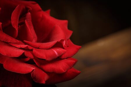 Red rose on a wooden brown background in vintage styleの写真素材