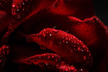 Red rose with dew on a black backgroundの写真素材
