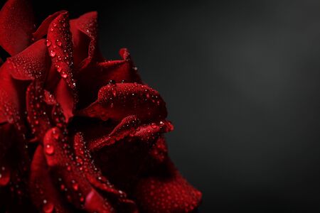 Red rose with dew on a black backgroundの写真素材
