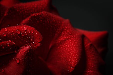 Red rose with dew on a black backgroundの写真素材