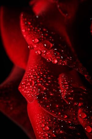 Red rose with dew on a black backgroundの写真素材