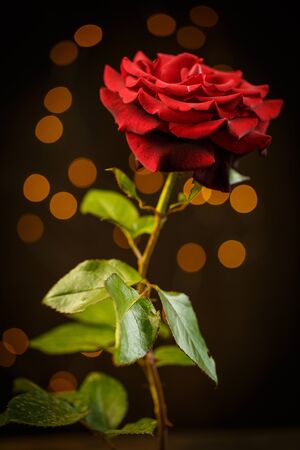 Red rose on a wooden brown background in vintage style with beautiful bokehの写真素材