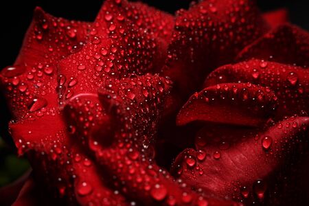 Red rose with dew on a black backgroundの写真素材