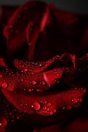 Red rose with dew on a black backgroundの写真素材