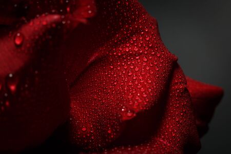 Red rose with dew on a black backgroundの写真素材