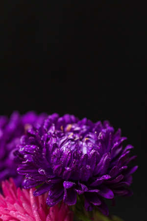 Purple chrysanthemum with dew drops on black backgroundの写真素材