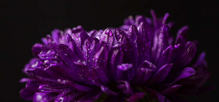 Purple chrysanthemum with dew drops on black backgroundの写真素材
