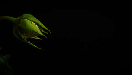 Small unblown rose on a black backgroundの写真素材