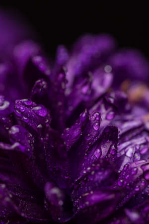 Purple chrysanthemum with dew drops on black backgroundの写真素材