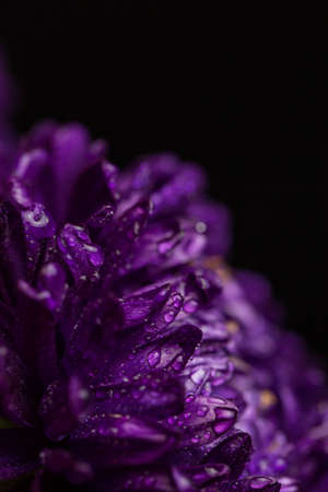 Purple chrysanthemum with dew drops on black backgroundの写真素材