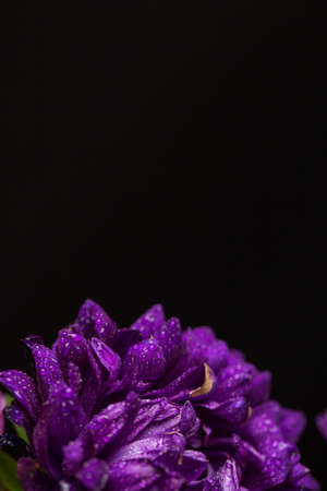 Purple chrysanthemum with dew drops on black backgroundの写真素材