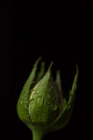 Small unblown rose on a black backgroundの写真素材