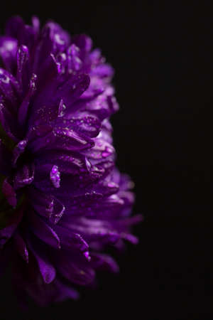 Purple chrysanthemum with dew drops on black backgroundの写真素材