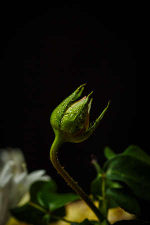 Small unblown rose on a black backgroundの写真素材