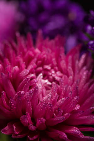 Purple chrysanthemum with dew drops on black backgroundの写真素材