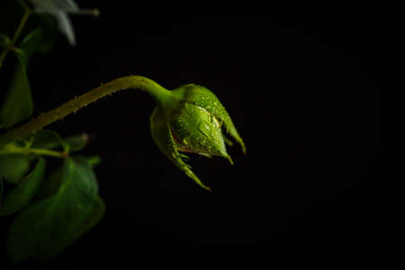 Small unblown rose on a black backgroundの写真素材