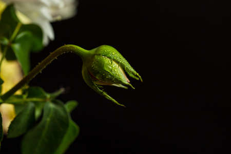Small unblown rose on a black backgroundの写真素材